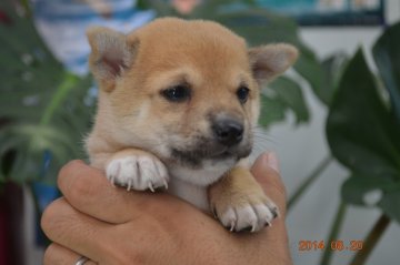 柴犬(豆柴)【千葉県・男の子・2014年7月22日・赤】の写真「」