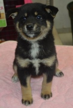 柴犬(標準サイズ)【千葉県・女の子・2014年1月13日・黒】の写真「」