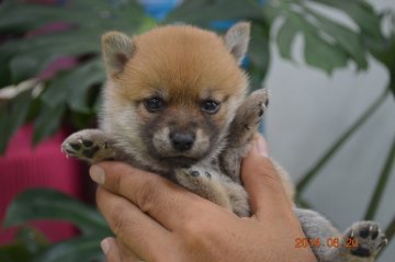 柴犬(豆柴)【千葉県・女の子・2014年7月20日・赤】の写真「」