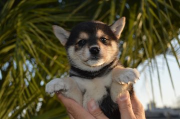 柴犬(標準サイズ)【千葉県・女の子・2018年9月7日・黒】の写真「のんびり姉妹♪」
