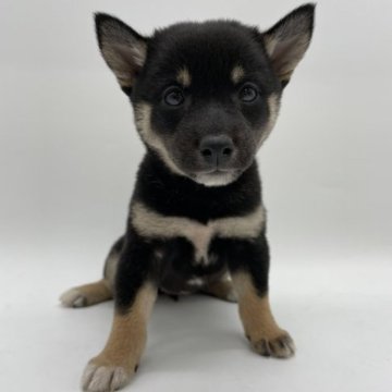 柴犬(標準サイズ)【千葉県・女の子・2023年8月26日・黒】の写真「小さなサイズの柴犬兄弟★」