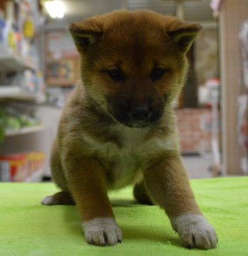 柴犬(標準サイズ)【千葉県・女の子・2013年11月11日・赤】の写真「」