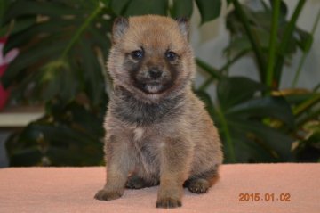 柴犬(豆柴)【千葉県・男の子・2014年12月1日・赤】の写真「」