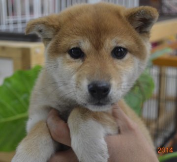 柴犬(標準サイズ)【千葉県・女の子・2013年11月23日・赤】の写真「」