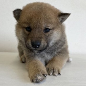 柴犬(標準サイズ)【千葉県・男の子・2023年10月21日・赤】の写真「おっとり兄弟」
