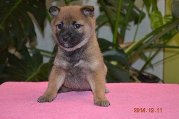 柴犬(豆柴)【千葉県・女の子・2014年11月1日・赤】の写真「」