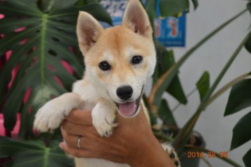 柴犬(標準サイズ)【千葉県・女の子・2014年4月8日・赤】の写真「」