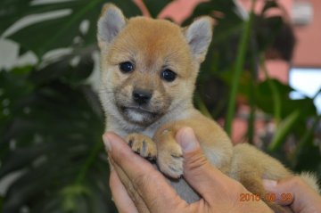 柴犬(標準サイズ)【千葉県・女の子・2015年7月21日・赤】の写真「」