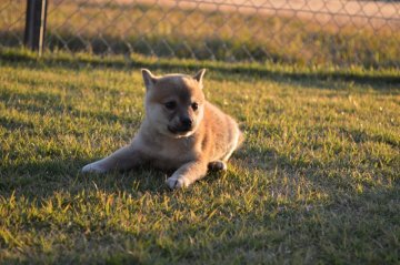 柴犬(標準サイズ)【千葉県・男の子・2018年10月1日・赤】の写真「まんまる4兄弟♪」