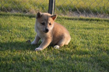 柴犬(標準サイズ)【千葉県・女の子・2018年9月7日・赤】の写真「のんびり姉妹♪」