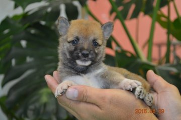 柴犬(豆柴)【千葉県・男の子・2015年7月24日・赤】の写真「」