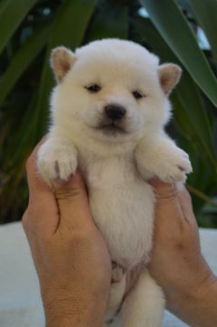 柴犬(標準サイズ)【千葉県・女の子・2016年1月20日・白】の写真「小粒な白柴ちゃんです☆」