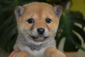 柴犬(豆柴)【千葉県・女の子・2014年12月9日・赤】の写真「」