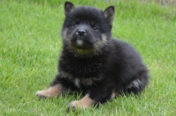 柴犬(標準サイズ)【千葉県・女の子・2019年5月31日・黒】の写真「小ぶりな女の子♪」