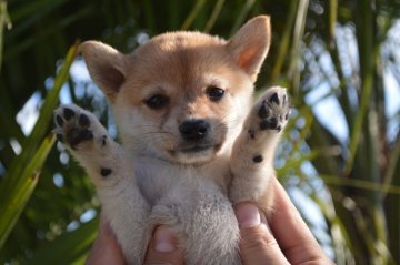 柴犬(豆柴)【千葉県・男の子・2018年8月19日・赤】の写真「明るい毛色の男の子☆」
