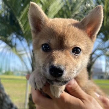 柴犬(標準サイズ)【千葉県・女の子・2022年4月22日・赤】の写真「小さめサイズの4兄弟★」