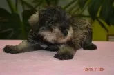 ミニチュアシュナウザー【千葉県・男の子・2014年10月14日・ソルト&ペッパー】の写真1