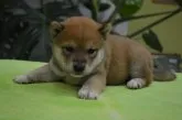 柴犬(標準サイズ)【千葉県・男の子・2014年8月23日・赤】の写真1