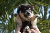 柴犬(標準サイズ)【千葉県・女の子・2019年3月10日・黒】の写真3