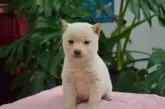 柴犬(標準サイズ)【千葉県・女の子・2013年11月25日・白】の写真3
