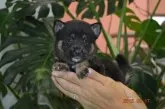 柴犬(標準サイズ)【千葉県・男の子・2015年7月13日・黒】の写真3
