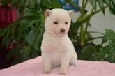 柴犬(標準サイズ)【千葉県・女の子・2013年11月25日・白】の写真4