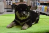 柴犬(標準サイズ)【千葉県・女の子・2013年11月23日・黒】の写真4「12/27撮影」