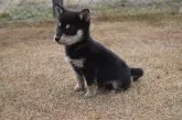柴犬(標準サイズ)【千葉県・男の子・2019年12月3日・黒】の写真4