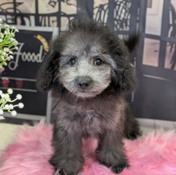 トイプードル(タイニー)【富山県・男の子・2025年8月2日・グレー】の写真「可愛く成長中」