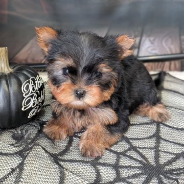 ヨークシャーテリア【富山県・男の子・2025年8月25日・スチールブルー&タン】の写真「パパも、お爺ちゃんも、チャンピオン」