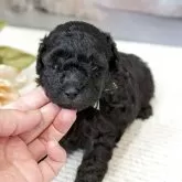 タイニープードル
