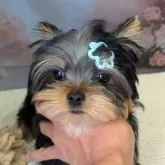 ヨークシャーテリア【富山県・男の子・2025年5月30日・スチールブルー&タン】の写真4