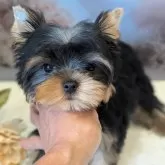 ヨークシャーテリア【富山県・男の子・2025年5月30日・スチールブルー&タン】の写真5