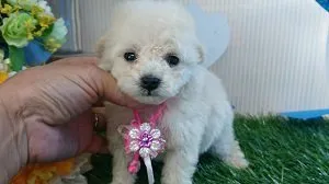 ID:1804-00130の子犬