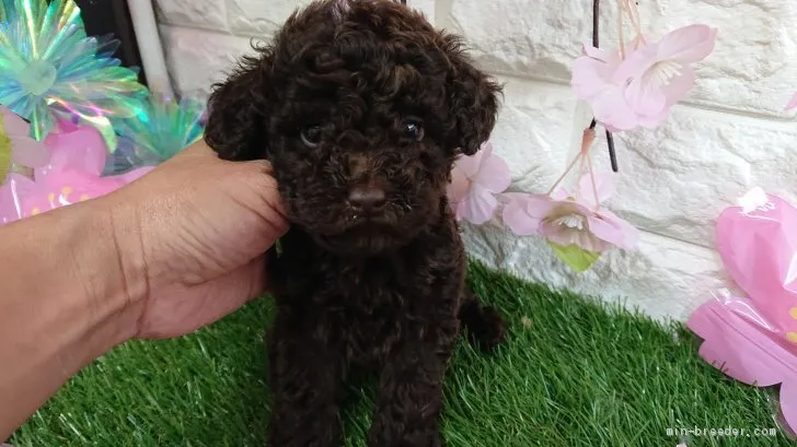 ID:2004-01625の子犬