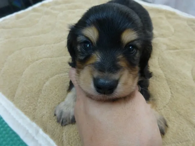 ID：1405-01473の子犬