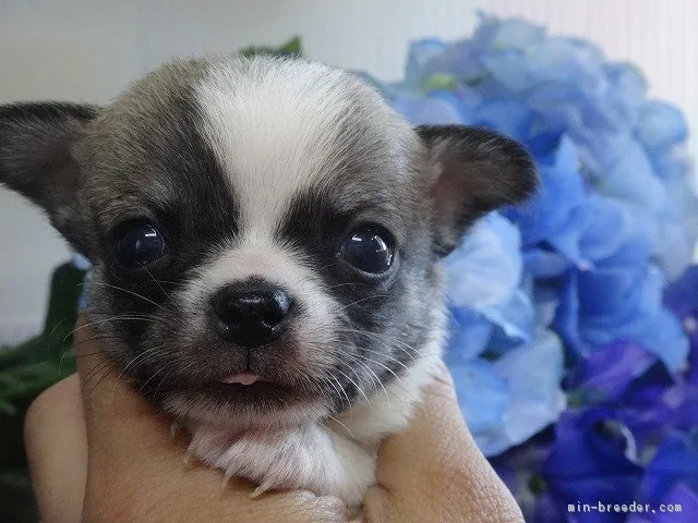 レイ 様のお迎えした子犬