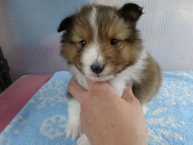 ID：1401-01288の子犬