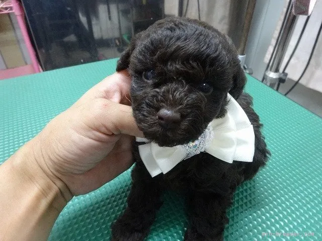 ID:1507-01039の子犬