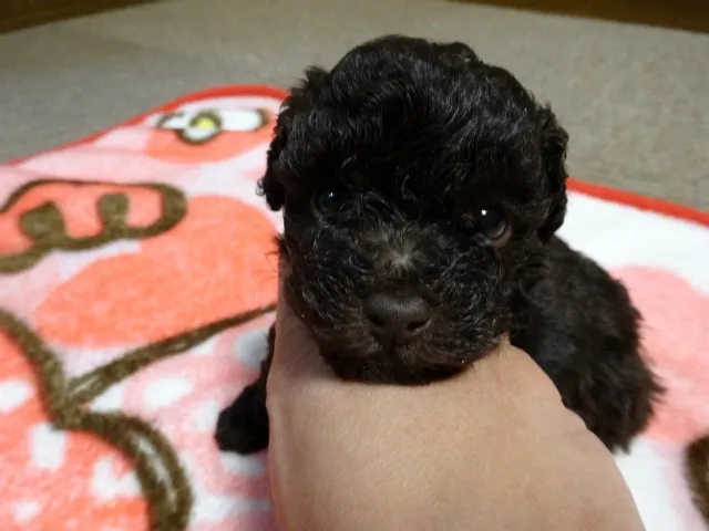 ID:1403-00692の子犬