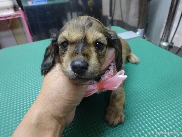 ID:1507-01041の子犬