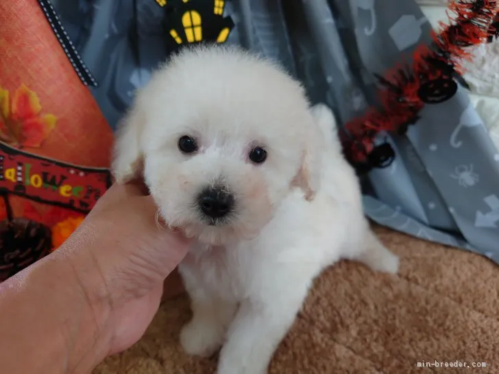 Noah 様のお迎えした子犬