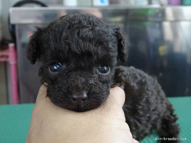 ID:1506-01031の子犬