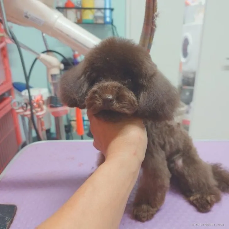 ID：2306-05576の子犬