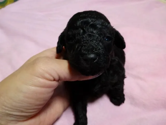 ID:1403-00690の子犬