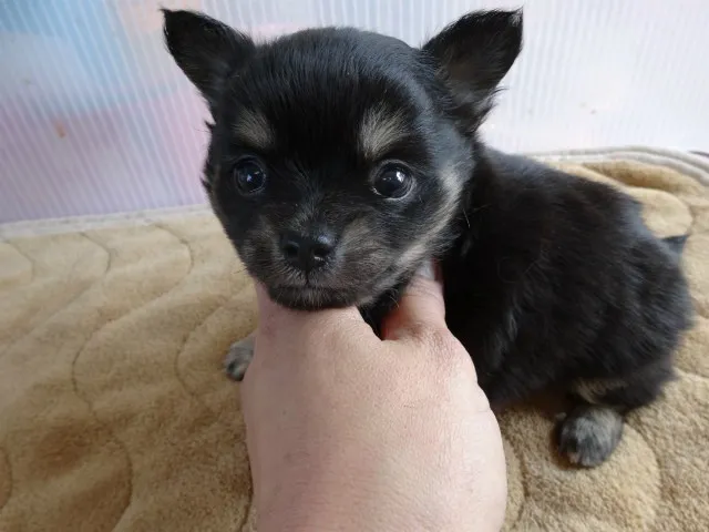 ID:1403-00689の子犬