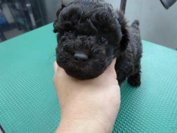 トイプードル(トイ)【富山県・女の子・2014年3月18日・ブラウン】の写真「とっても可愛いブラウンちゃん！」