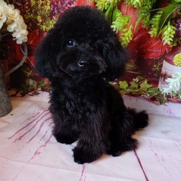 トイプードル(タイニー)【富山県・男の子・2023年2月17日・ブラック】の写真「オチビサイズです」