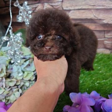 トイプードル(ティーカップ)【富山県・女の子・2022年5月4日・ブラウン】の写真「チビサイズ良血統女子」