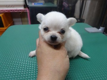チワワ(ロング)【富山県・男の子・2015年9月25日・ホワイト】の写真「」